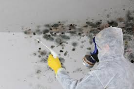 Why You Should Choose Our Mold Remediation Services in Merrifield, VA